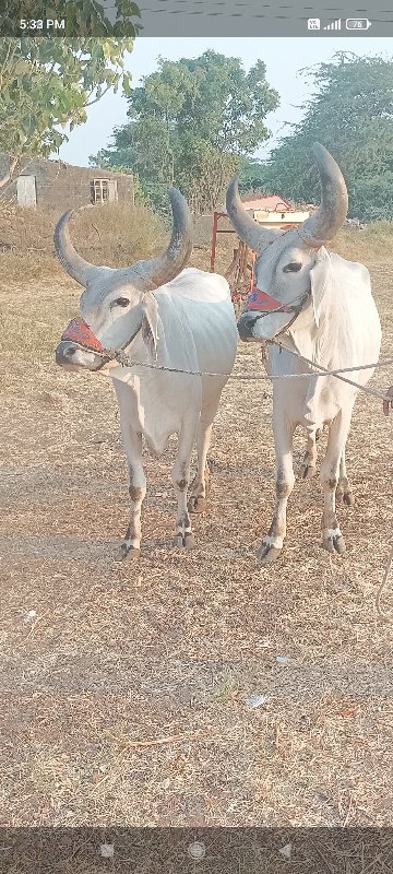 ગોઢલા વેચવાના છ...