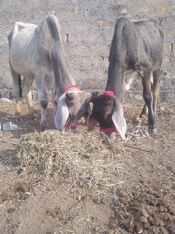 ગેમ તાલુકો બાકડ...