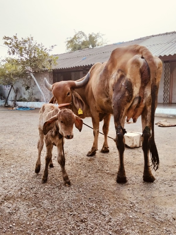 દેસીવોળકીવેસવાન...