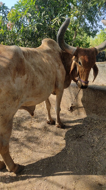 ગામ માથાસુરીયા