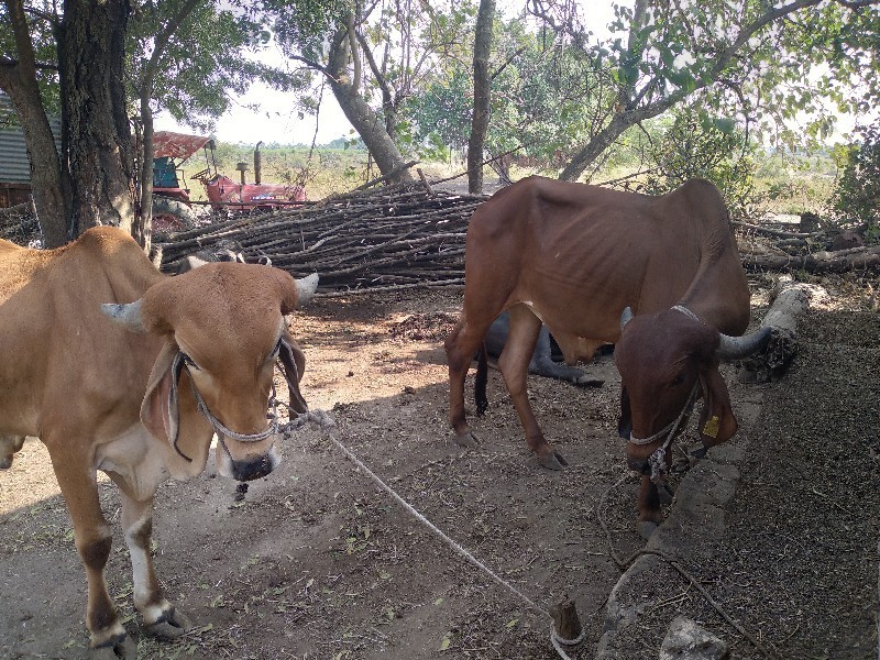 ગૌઢલાવેશવાના છે