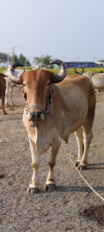 ફુલ જવાબદારી થી...