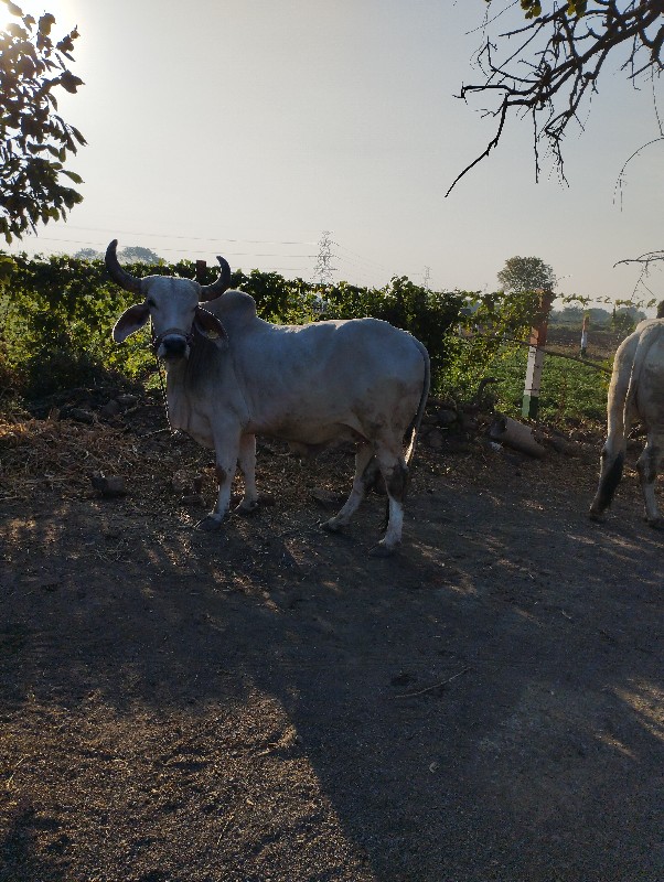 પિલિ ધર નો ઘોઢલ...