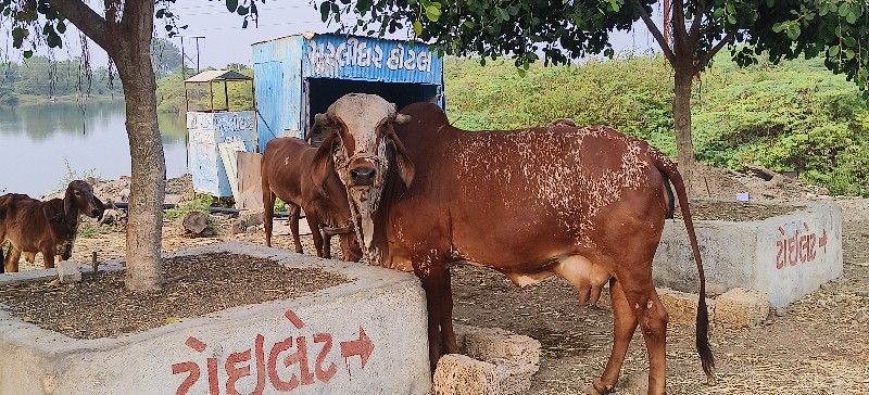 ગીર ગાય વેચવાની...