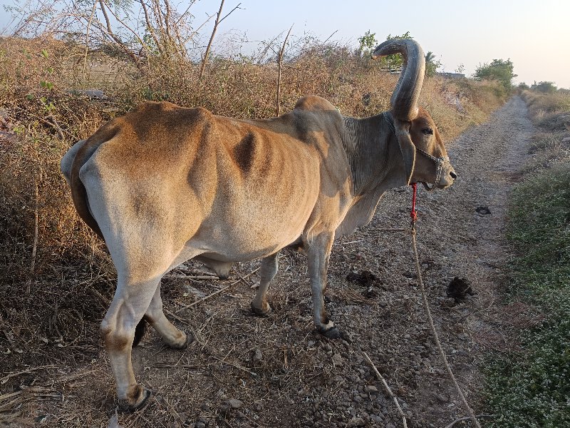 બળદ વેચવાના છે