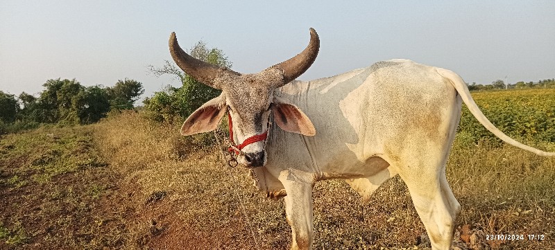 ફુલ જવાબદારી દે...