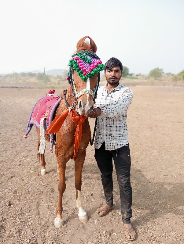 વેસવાની છે