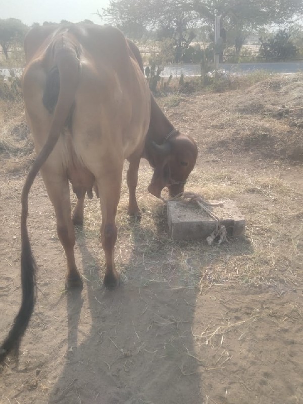 ગાય વેચવા ની છે