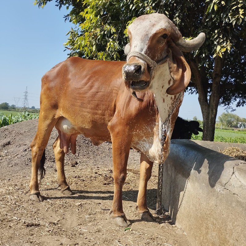 gir cow selling