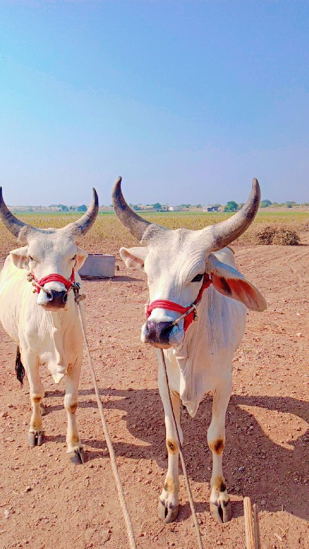 ગોઢલા વેચવાના છ...