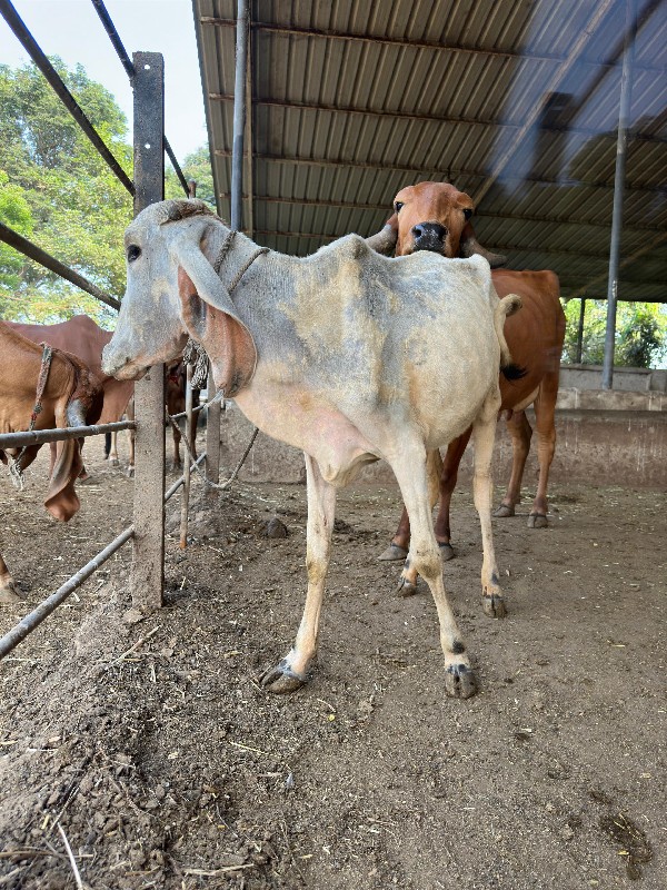 ગાય વેચવા ની છે