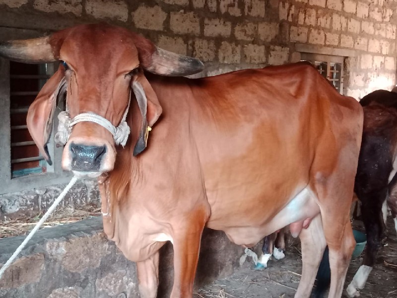 ગાય વેચવાની છે.