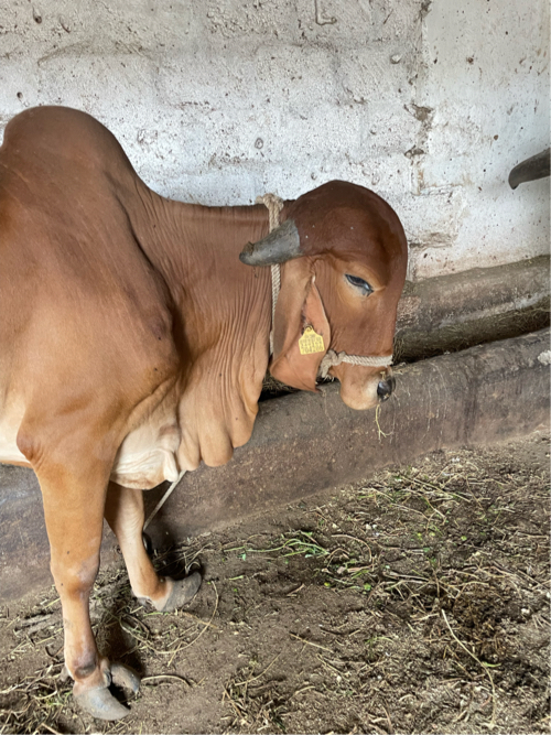 ગીર વોડકી વેચવા...