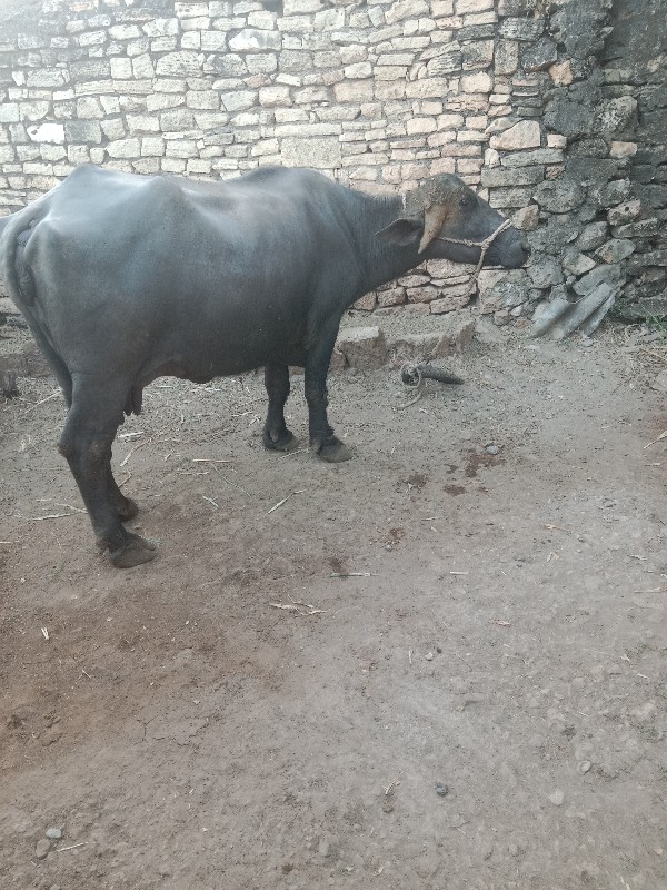 ભેસુવેશવાનીસે