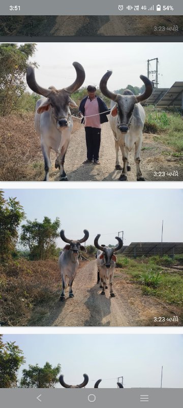 બળદ.વેચવાના.છે