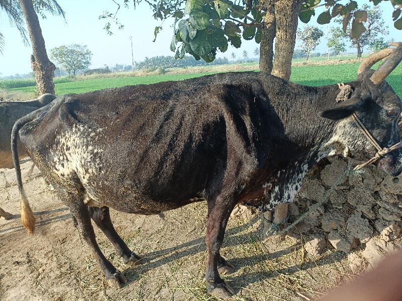 એફ ગાય સે