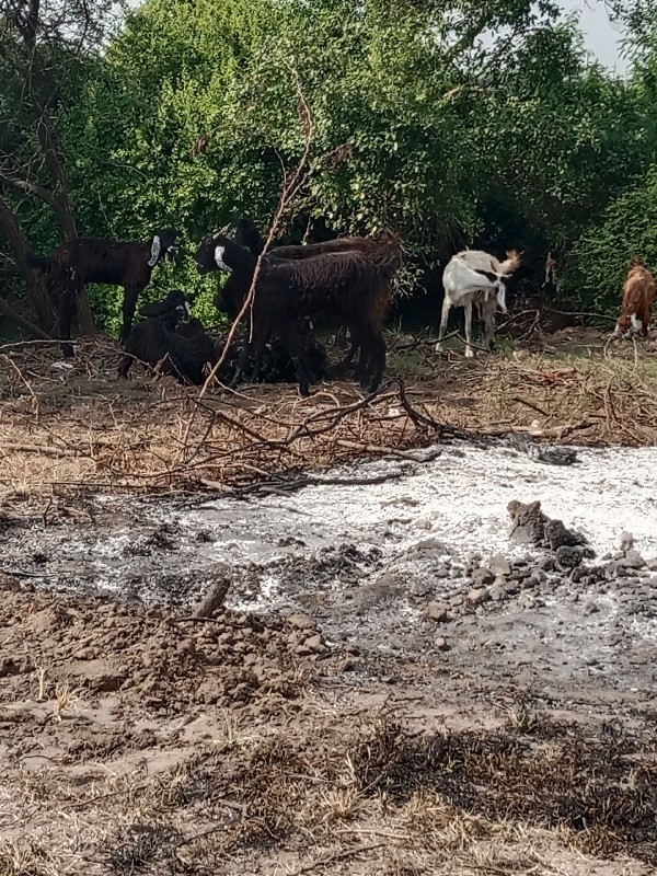 બકરા.વેચવાનાસે