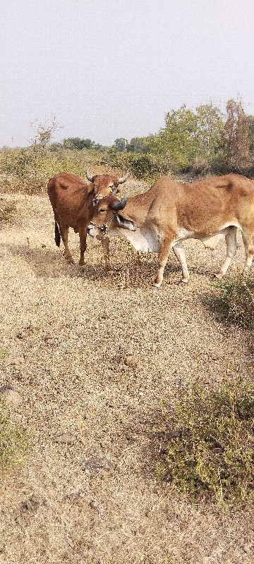 વેચવાનું છે