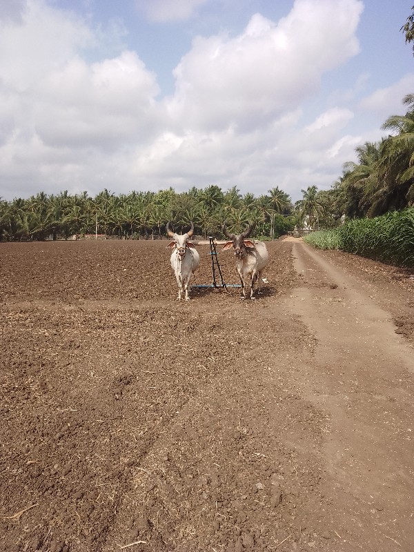 બળદ વહેંચવાના છ...