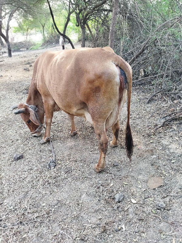 ગાય વેચવા ની છે