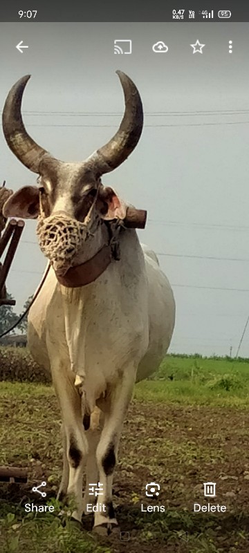 બડદ વેચવાના છે