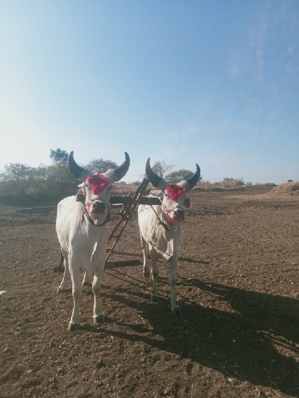 ગોઢલા-વેચવા ના...