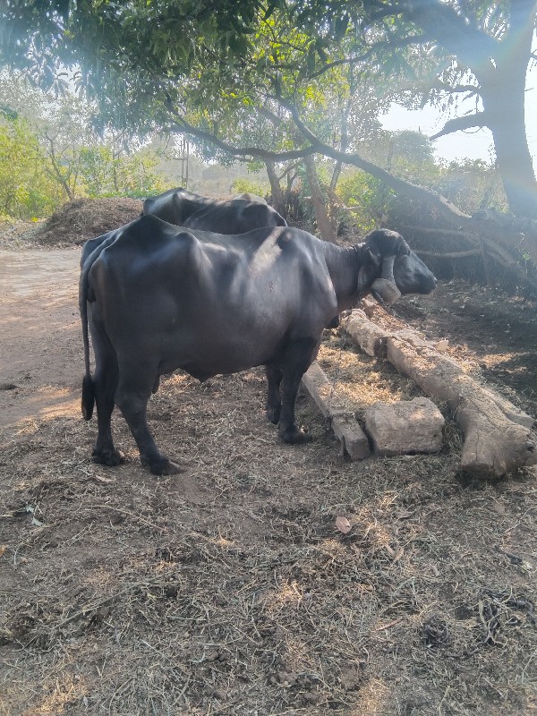 ભેસ વેચવાની છે