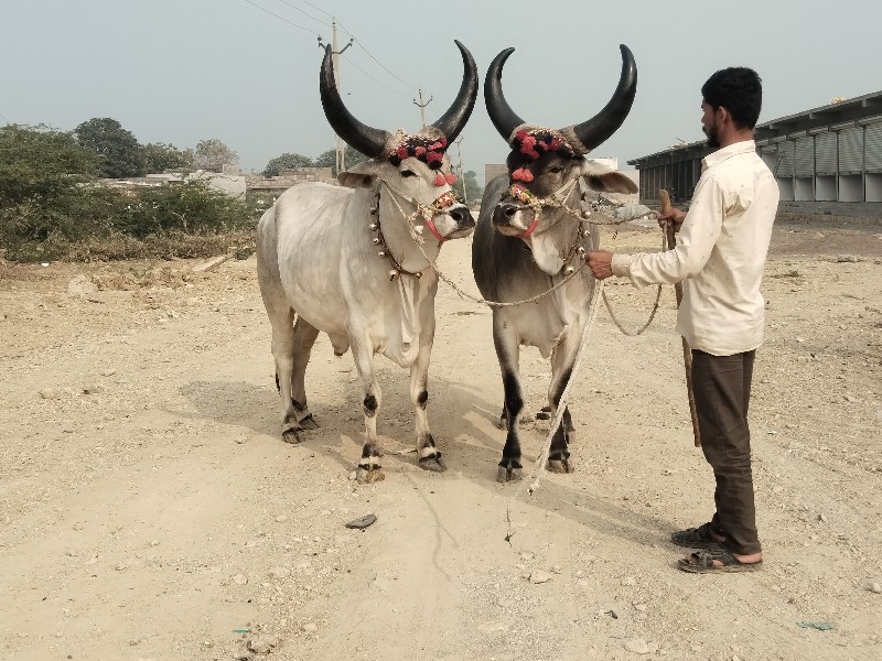 બળદ વેચવાના છે