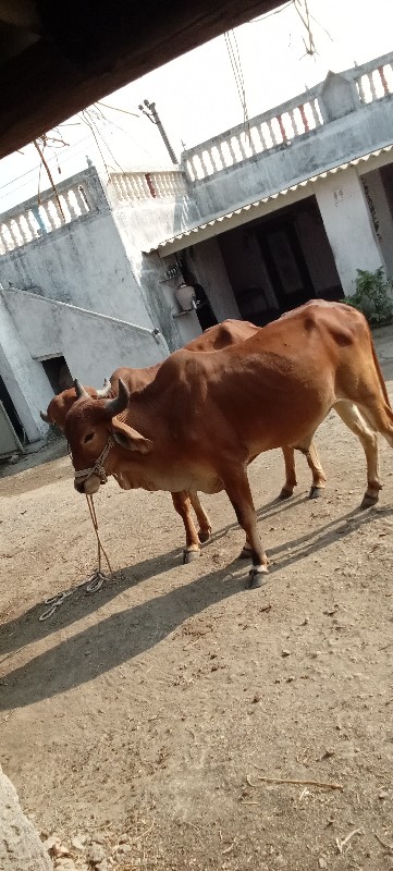 ગોઢલા વેચવાના છ...