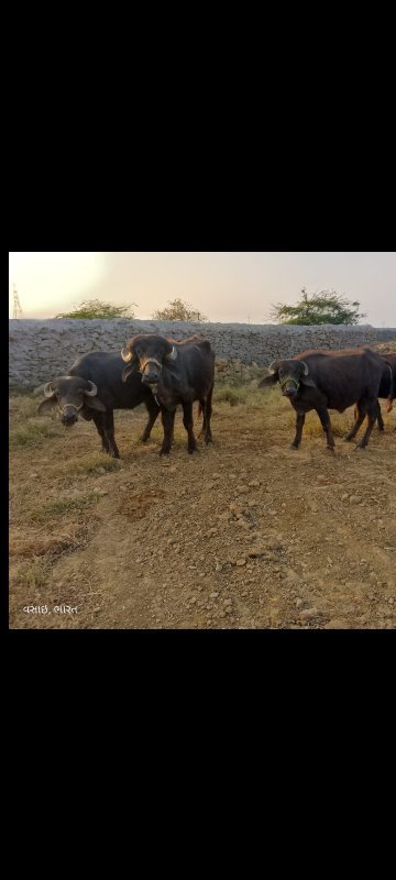 તન ખડેલી એક પાડ...