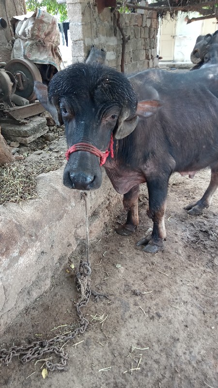 પાડો વેંચવાનો છ...