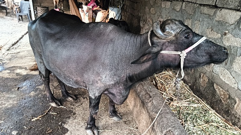 ભેંસ વેચવાની છે