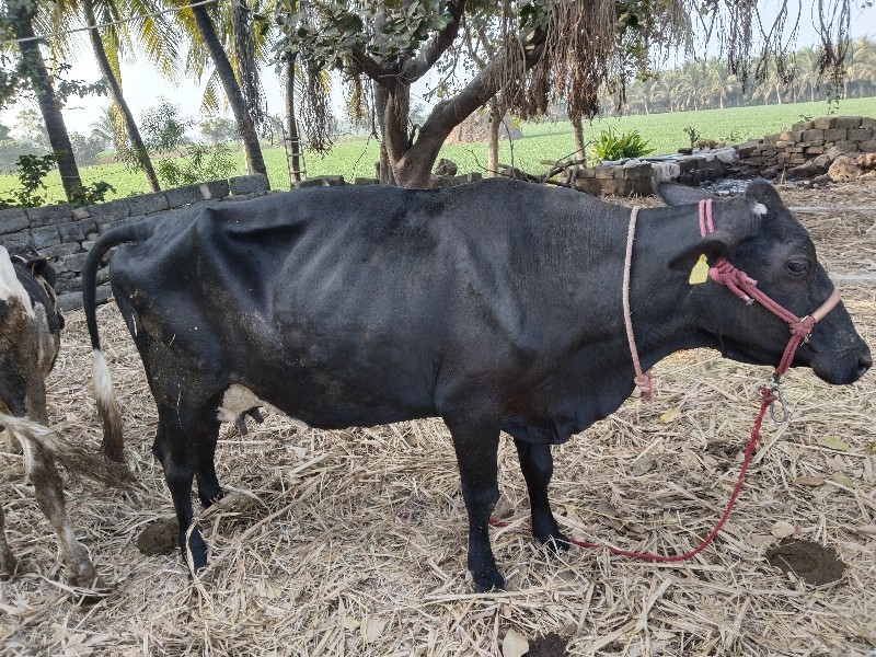 ગાય વેસ્વા ની સ...