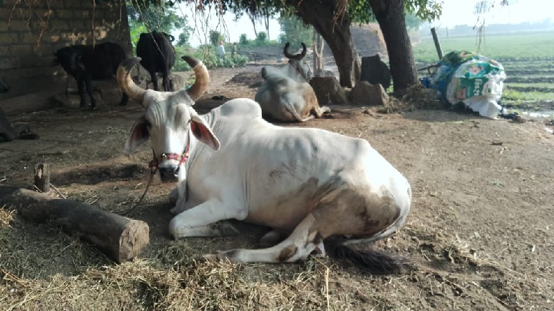 બળદ વેચવાના છે