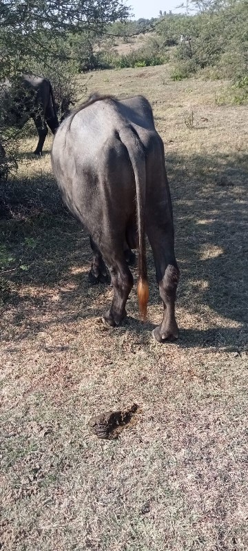 પાડો વેચવાનો છે