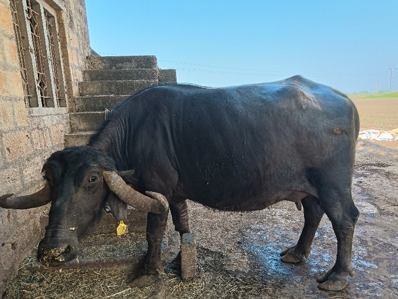 બે ભેંસ વેચવાની...