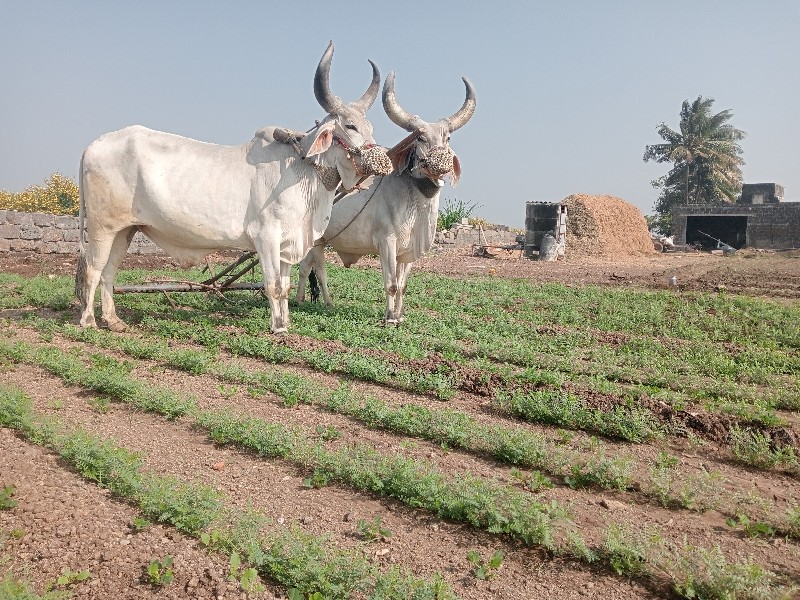 બળદ વેચવાના છે