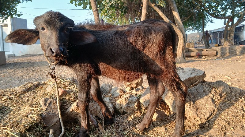 पाड़ा ના સાટામા...