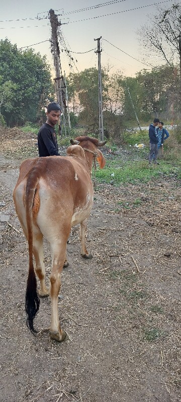 વાછડી વેચવાની છ...