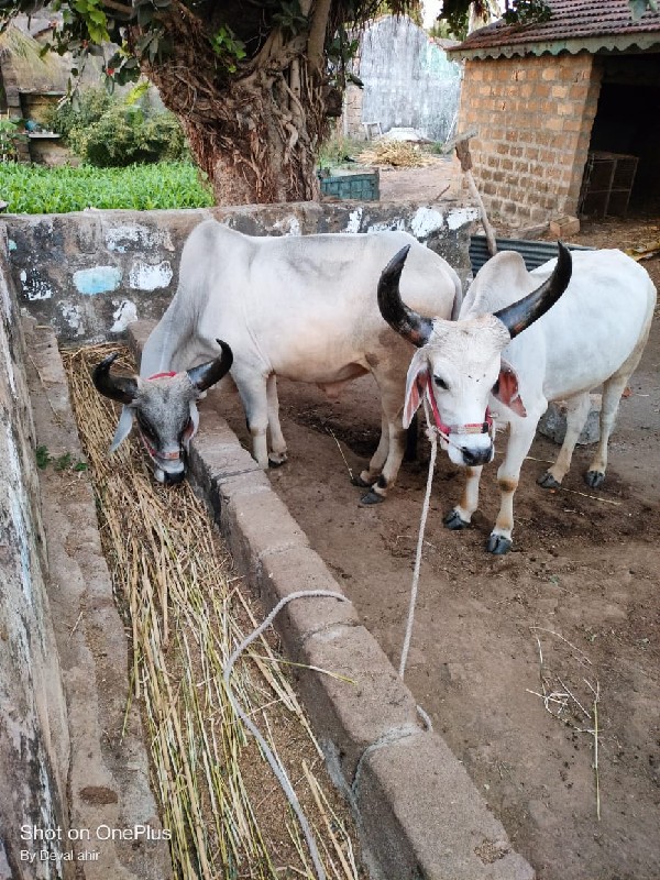 બરઘવેશવાનાસે