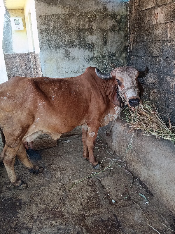 ગાય વેચવાની છે