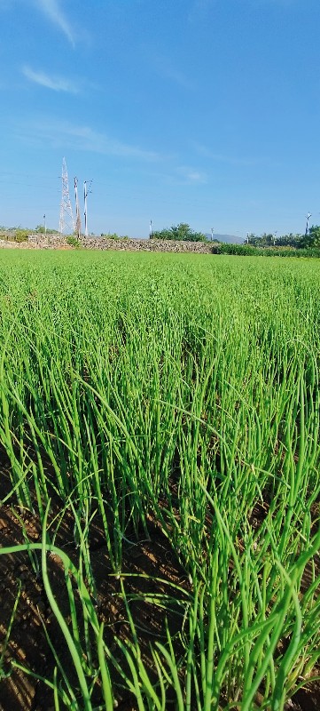 રોપ વેચવાનો છે.