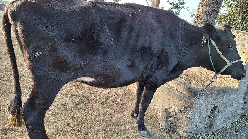 એસફ ગાઈ