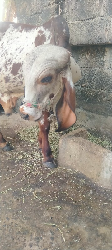 ખુટીયો