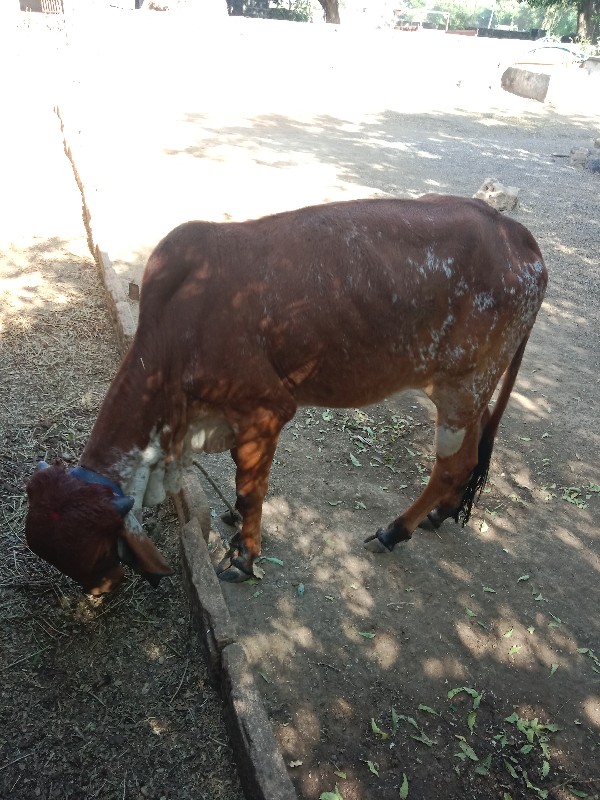 હોળકી વેચવાની છ...