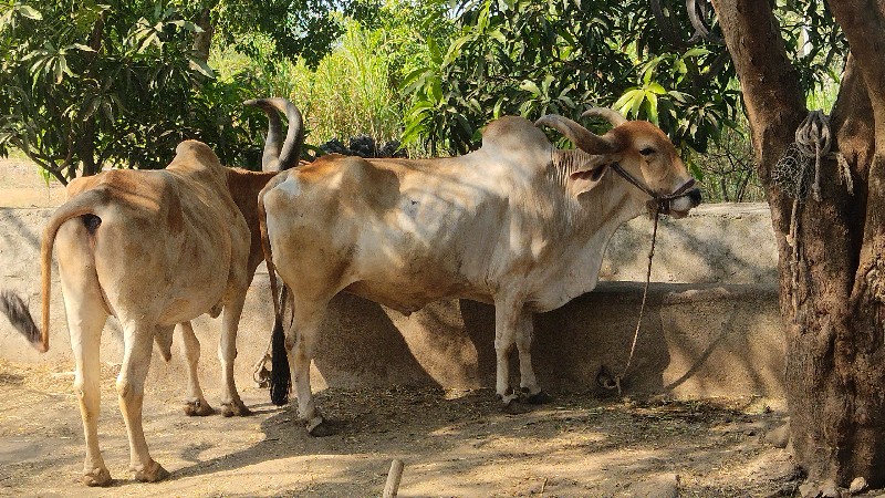 ગામ માથાસુરીયા