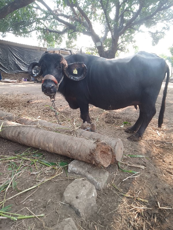 આ ભેંસ વેચવાની...