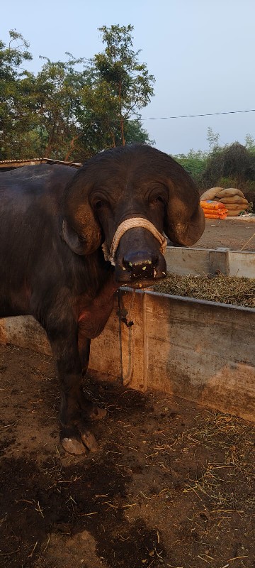 પાડો વેચવાનો છે