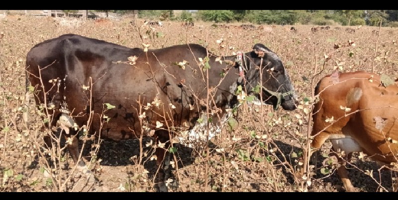 2 ગાય