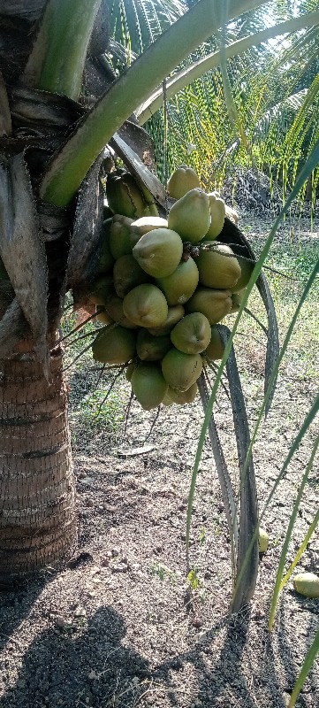 નાર્યેલી